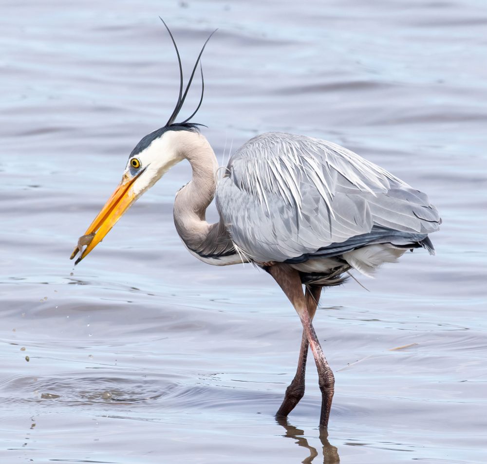 A heron walking in shallow water with a fish in its beak. It has vibrant yellows eyes and beak. The feathers on its head are blowing upward in the wind