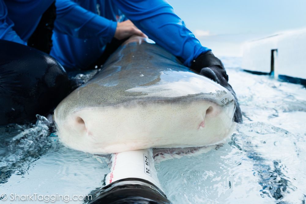 A bull shark lays on an in water platform during a scientific workup 