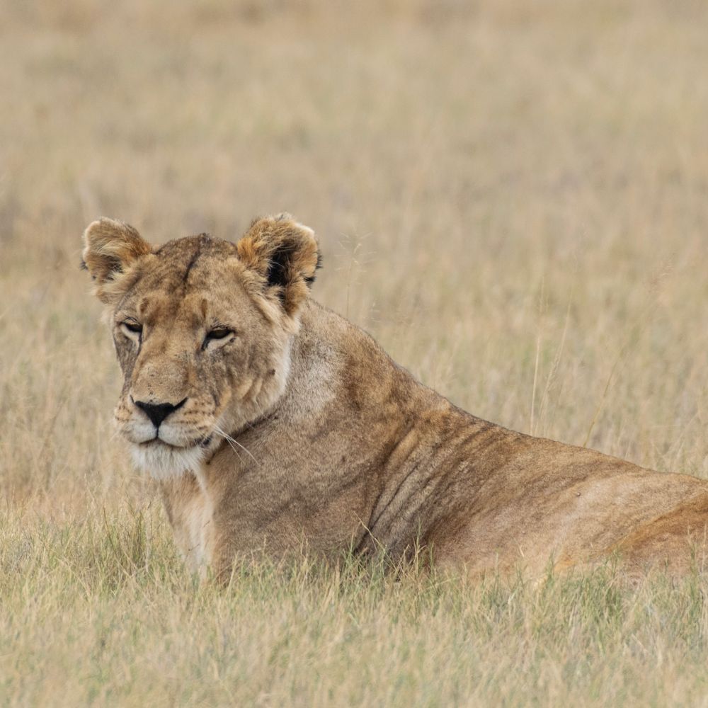 A lion laying in yellow grass