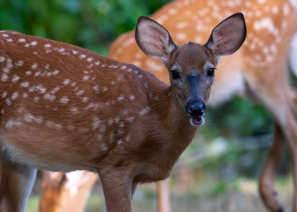 A deer looks at the camera with its mouth open. A fly sits on its face. 