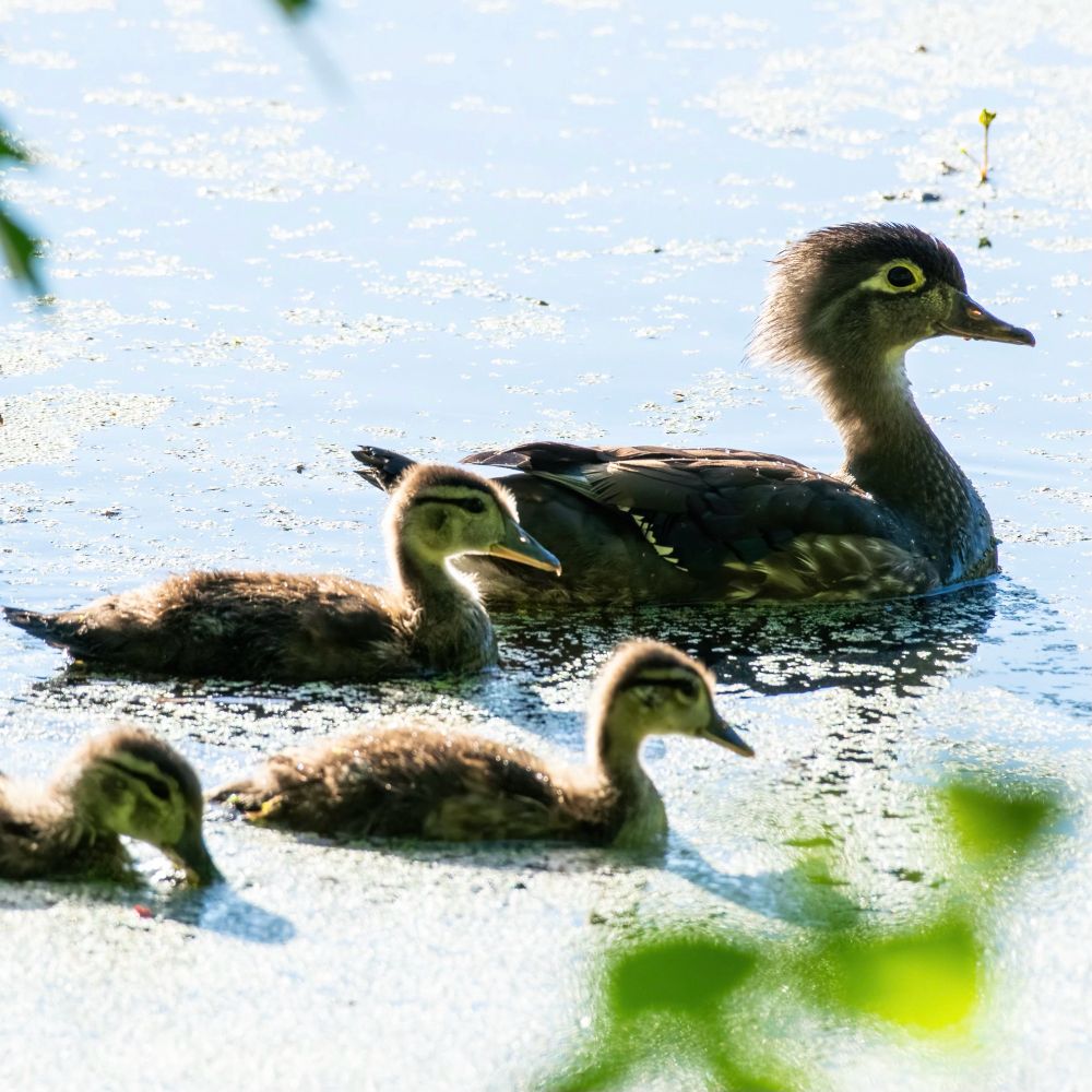 A female wood duck and three ducklings floating on a pond