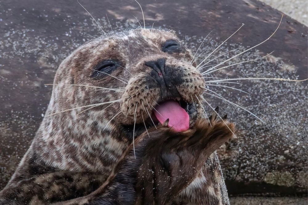 A harbor seal licking one of its foreflippers