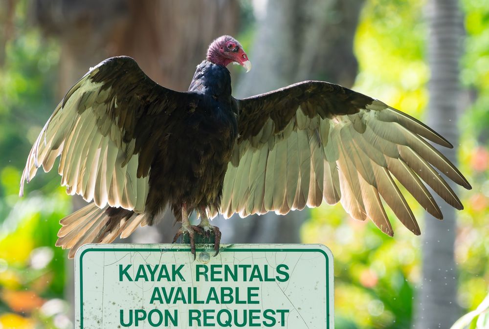 A turkey vulture stands on a sign, wings outspread. The sign reads “kayak rentals available upon request” 