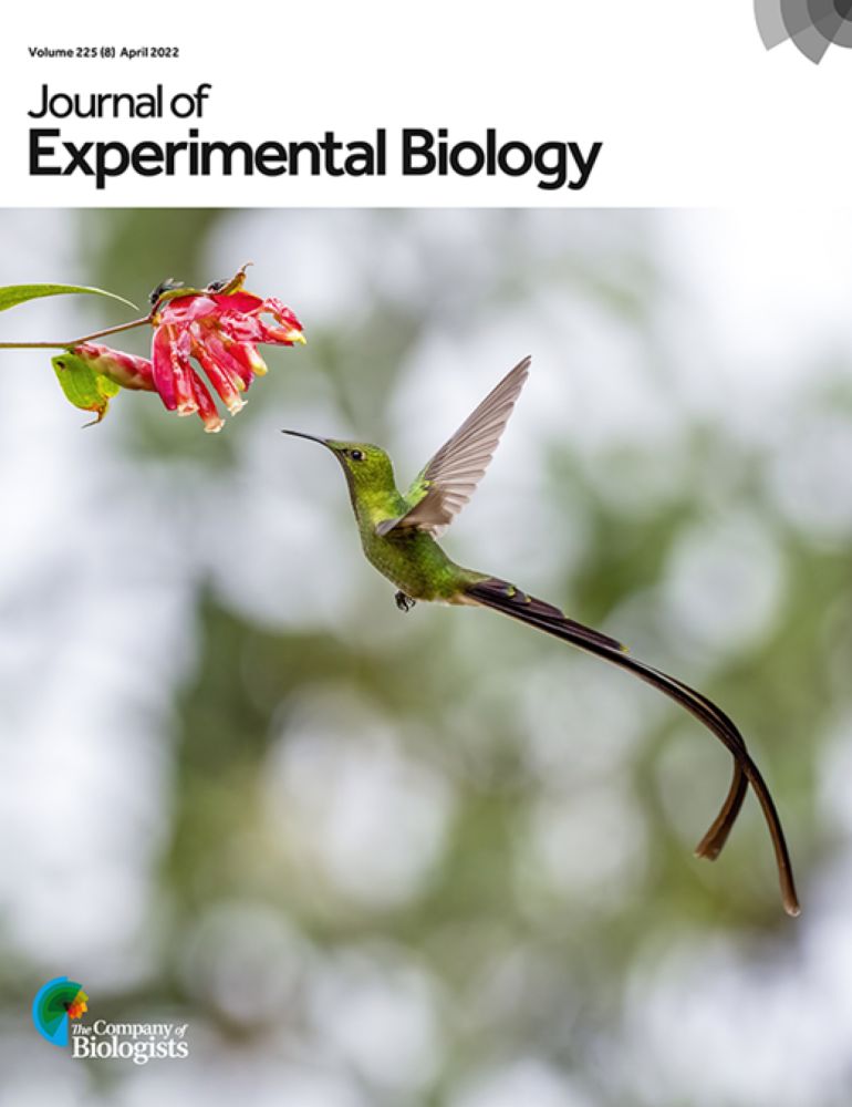 Vocal tract allometry in a mammalian vocal learner