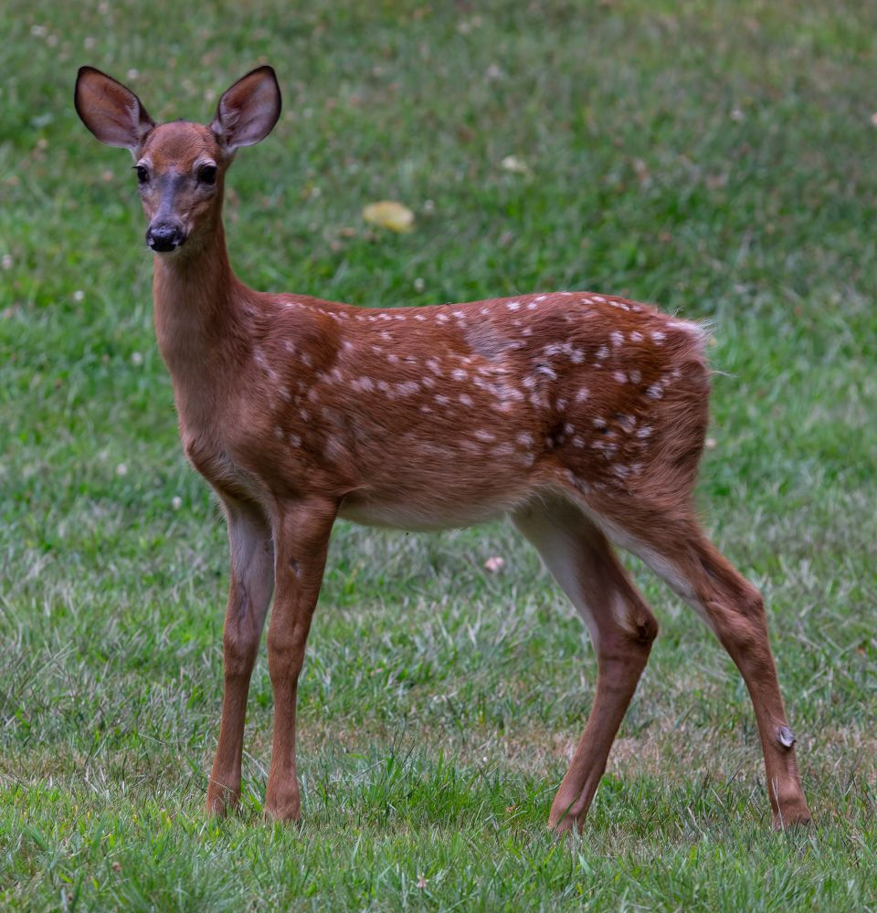 A deer stands in a lawn staring straight at the camera
