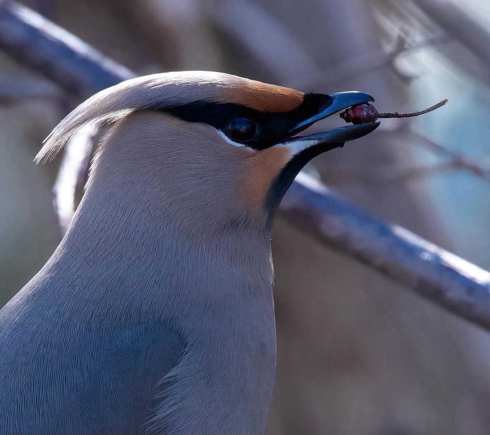 A waxwing (bird) face closeup with an open beak holding some kind of small berry