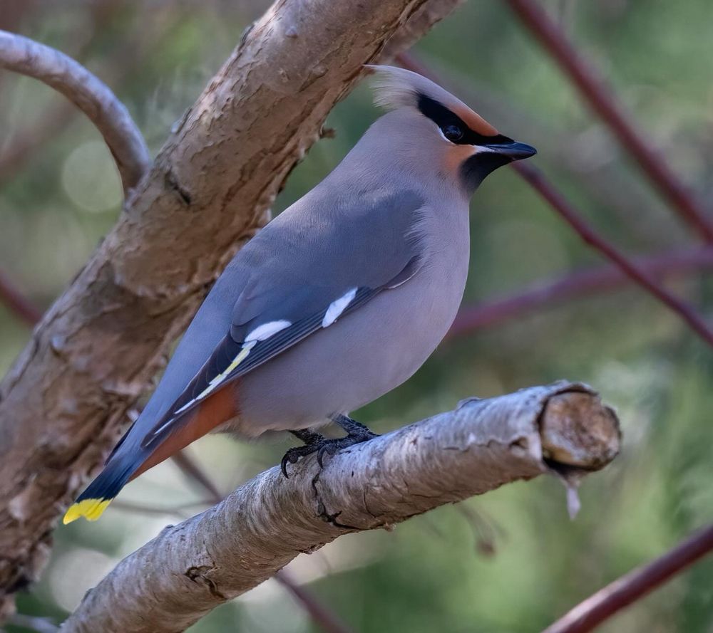 A waxwing (bird) stands in a tree