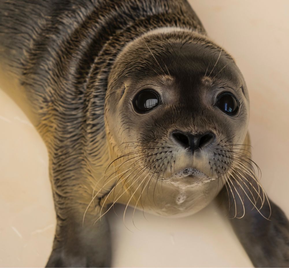 A seal pup closeup. The pup is laying on a white surface. Drool can be seen around its mouth.