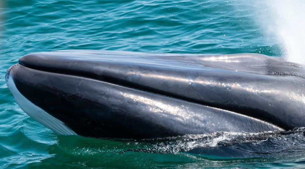 A fin whale’s snout above the ocean’s surface