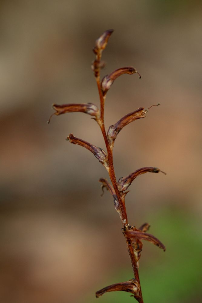 Macro image of beechdrops in bloom. 