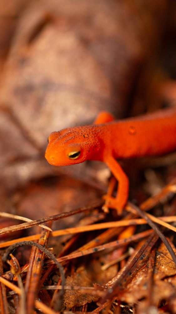 An adorable newt face.