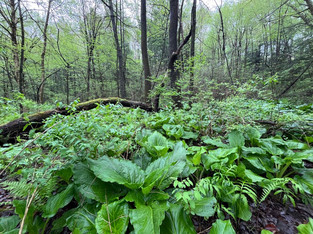 A swampy forest with the ground cover cloaked under of large skunk cabbage leaves