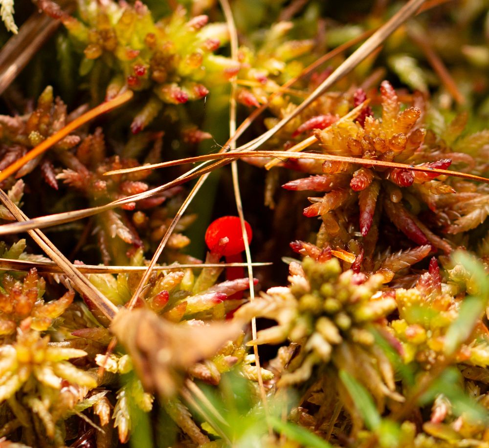 A tiny, very vibrant red-orange waxcap peeking through a colorful red and green carpet of sphagnum moss. 