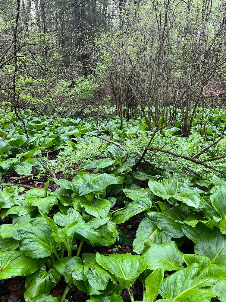 Swampy woods with the ground cover cloaked under of a bed of large skunk cabbage leaves
