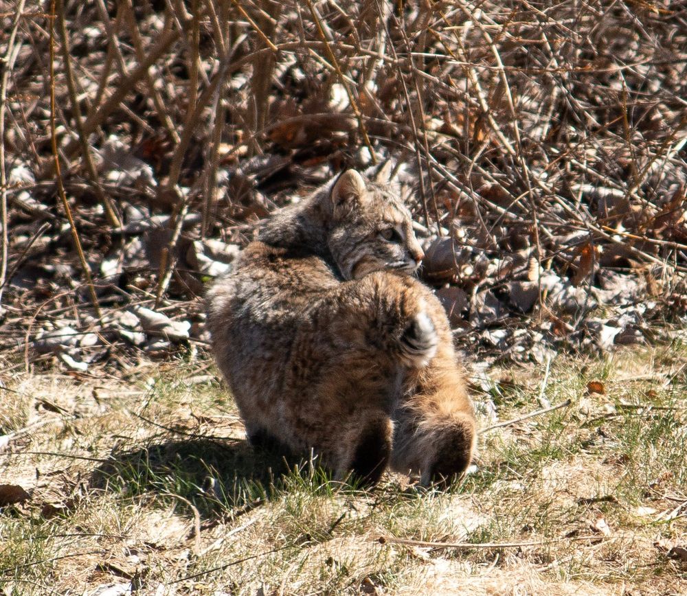 Francisco, the swamp's cat is an adorable fluffy bobcat with a stubby tail and little tufted ears. 