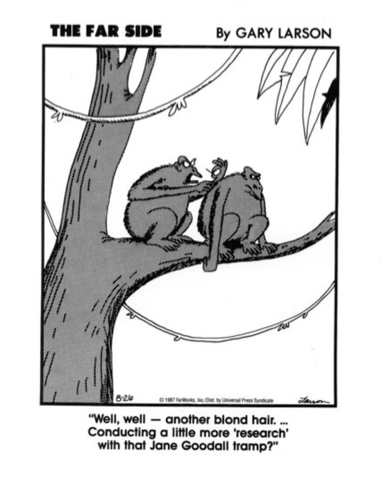 A ‘wife and husband’ pair of apes argue whilst sitting on a tree branch. 