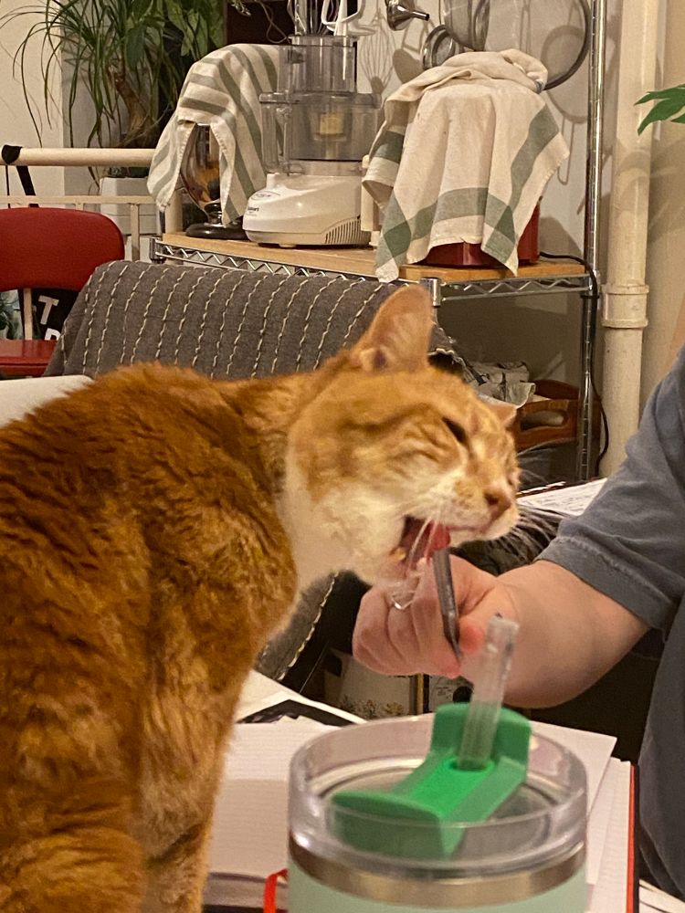 The same orange cat now has the pen in her mouth, it’s poking her soft palate. It is very weird, she’s a weird cat, I don’t know what to tell you