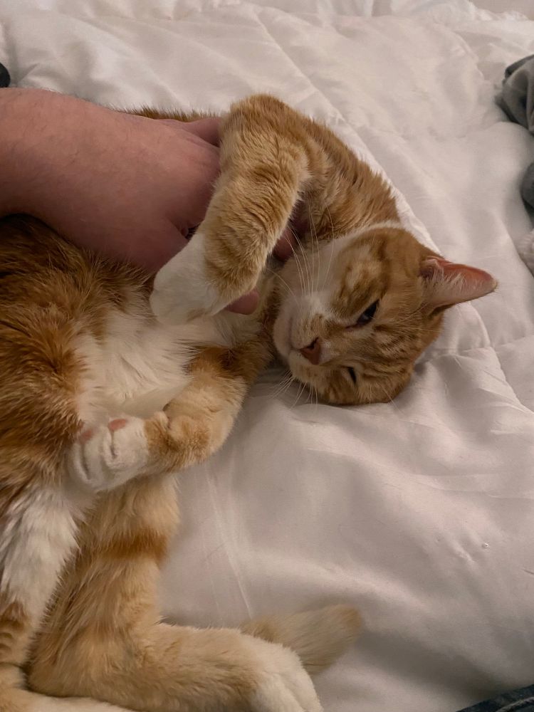 An orange cat with a white belly is lying on a white duvet getting her chest rubbed. One paw is draped over the hand petting her. Her eyes are barely open.