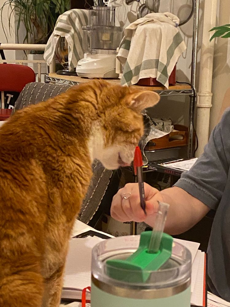 And orange cat is rubbing her nose against a ballpoint pen cap
