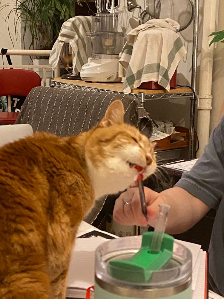 The same orange cat now has the ballpoint pen in her mouth (left to right) and is chewing it