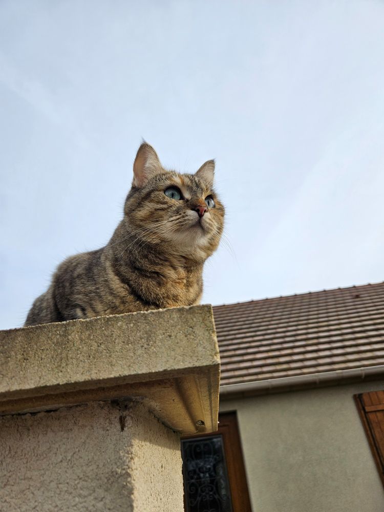 cat sitting looking into the distance