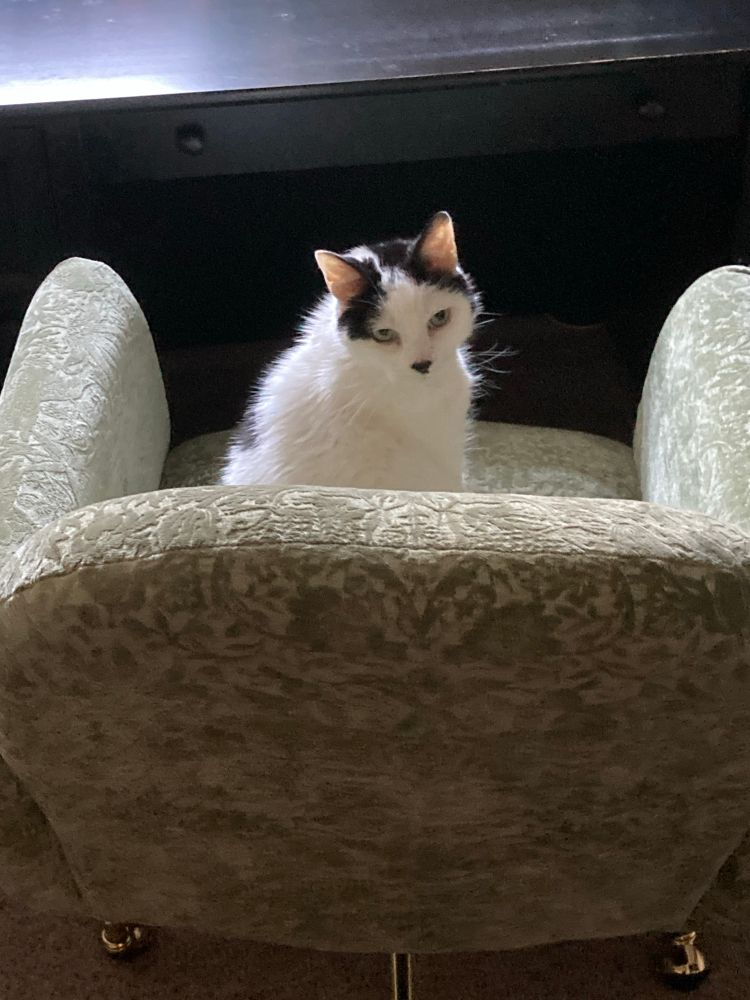 stupid fat ugly dumb cat sitting in a big stupid chair like an idiot (i am kidding he is very handsome and lovely) 