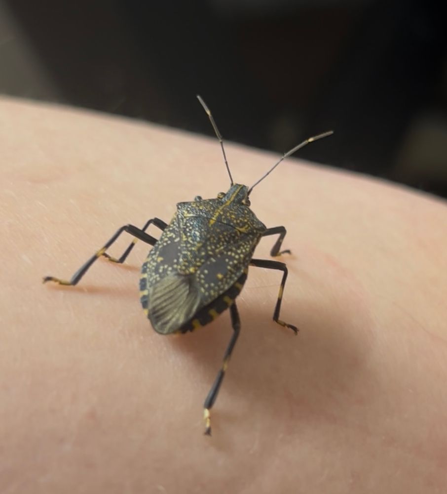 Photo of a shield bug/stink bug on a forearm. It is dark brown with yellow spots and long antennae.