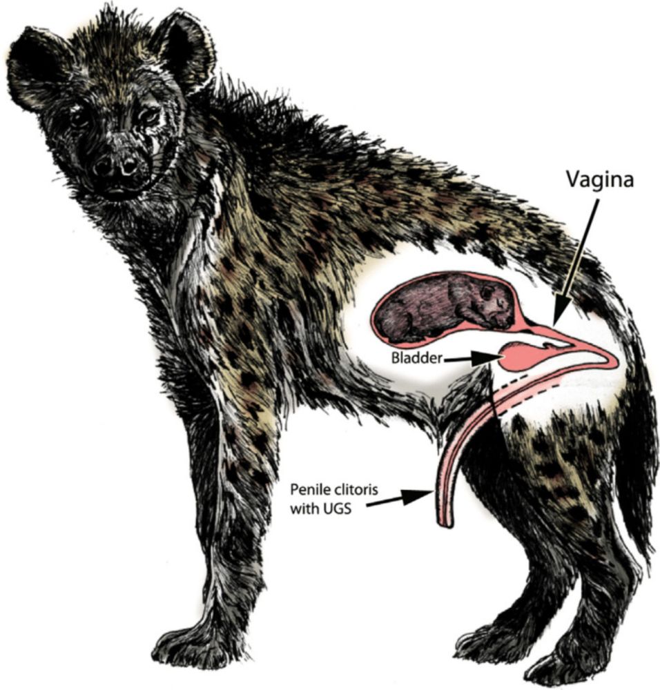 Fig. 1. Drawing of a pregnant female spotted hyena with a fetus in a...