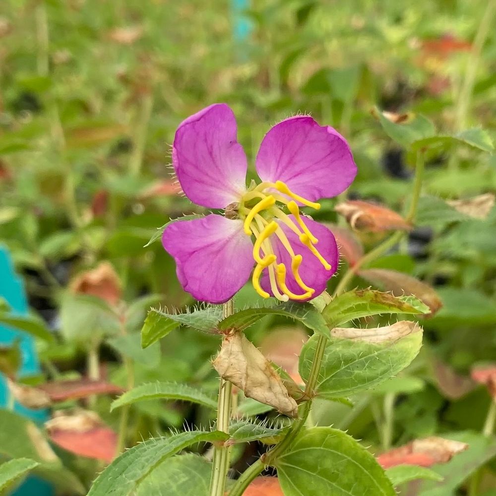 A small pink flower with four petals and long protruding yellow stamens, surrounded by foliage.