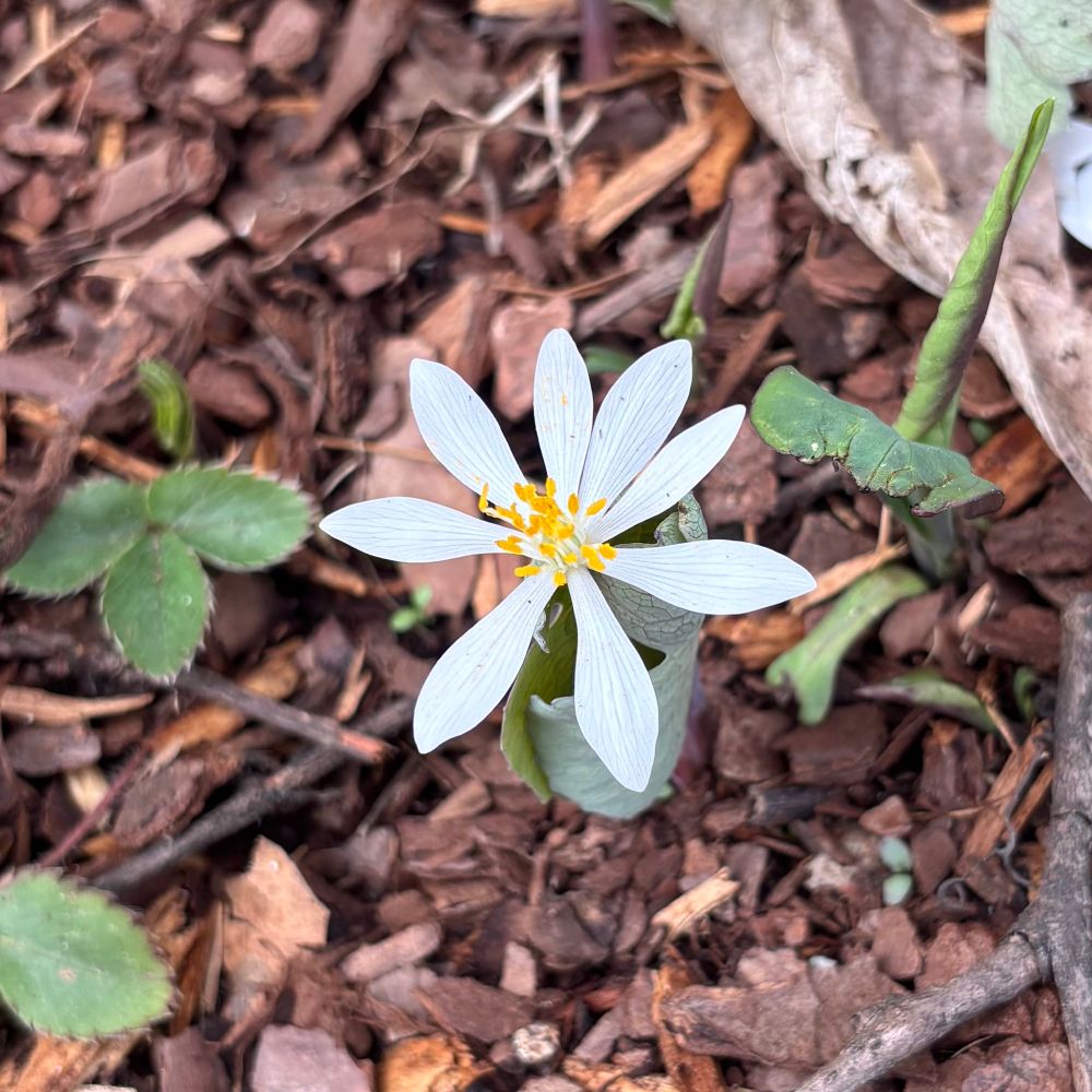 Eight petaled white flower (bloodroot) in bloom