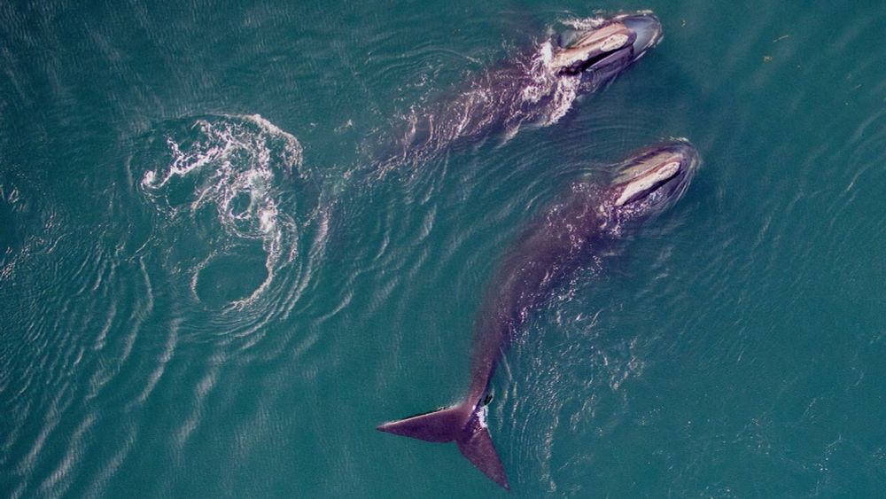 NOVA Saving the Right Whale