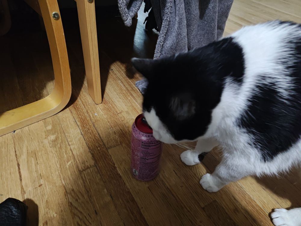 Photo of an adult black and white cat licking a can of strawberry dream monster 