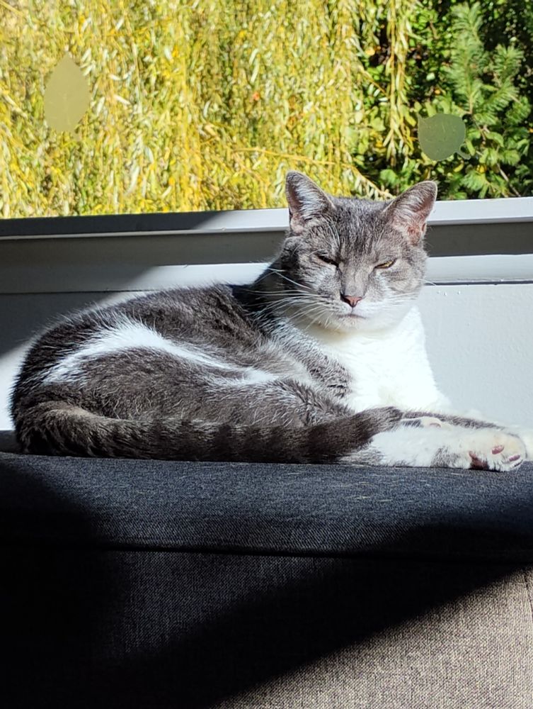 Picture is of a cat sunbathing.