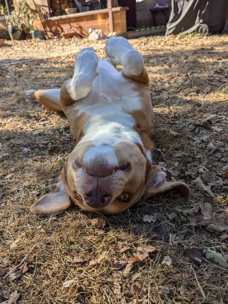 A cute dog upside down.