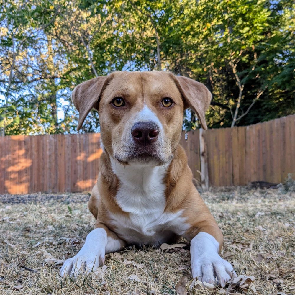 A cute dog right side up.