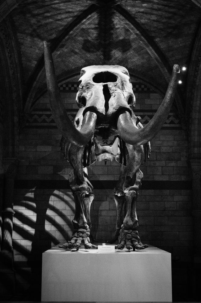 Photo en noir et blanc du squelette d'un mastodonte similaire à un mammouth