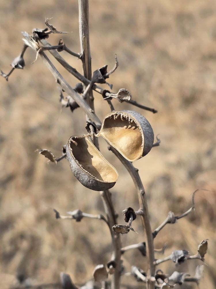 The seed pod of a wild indigo, split in half and empty, the seeds being long gone at this point.