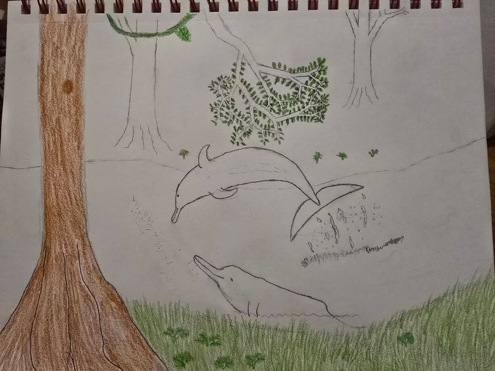 An incomplete drawing shows two Amazon River Dolphins (Inia Geoffrensis) playing together in a river surrounded by jungle