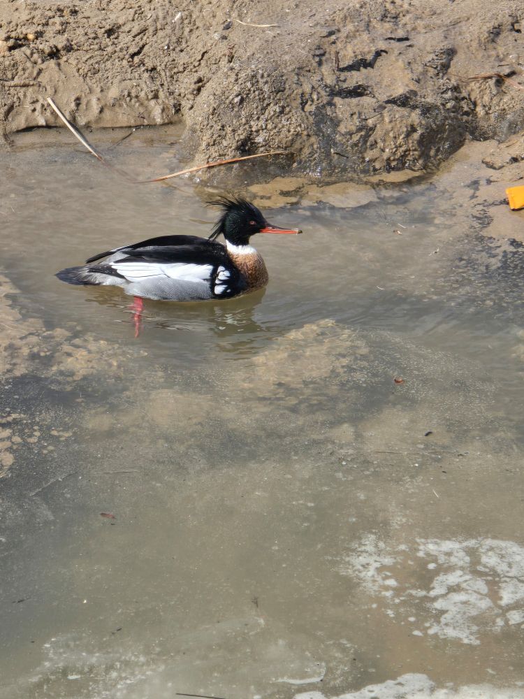 A male Red Breasted Merganser chilling in the lagoon 