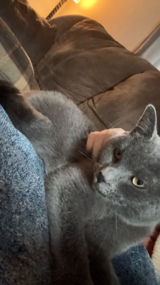 A picture of my cat Stormie. She’s small and grey with yellow eyes and very cute. 