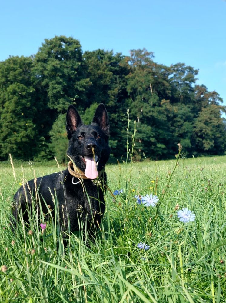 Black German Shepherd standing in the middle of a meadow with wild flowers looking very happy, in the background trees and the blue sky.