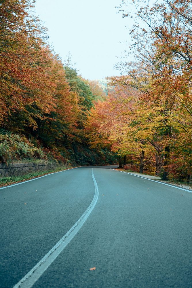 The image depicts a serene, winding road flanked by dense forests on either side. The road curves gently through the landscape, moving from the foreground into the distance. The road surface is smooth and marked by a central faded line, indicating the middle of the lane. On both sides of the road, vibrant trees burst with autumn colors. The foliage displays a mix of red, orange, yellow, and green hues, creating a rich tapestry against the bright, overcast sky.