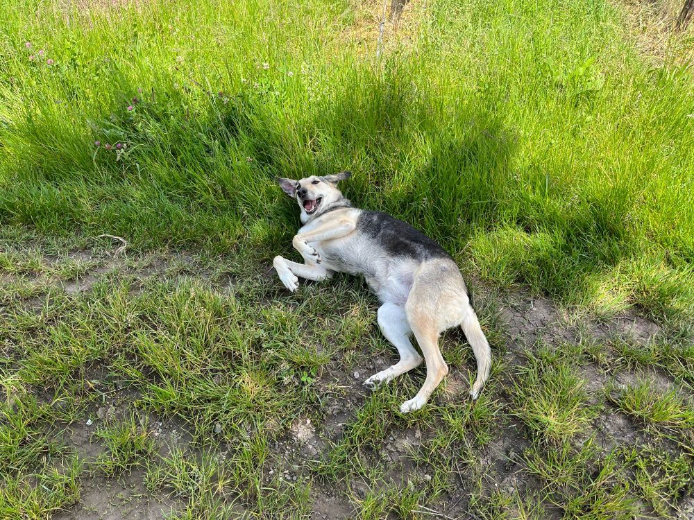 Schäferhund Mischling wälzt sich im Gras und schaut fröhlich in die Kamera.