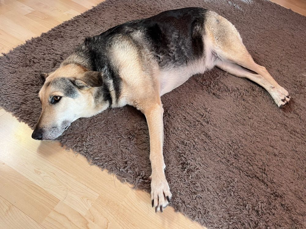 Schäferhundmischling liegt flach auf der Seite.