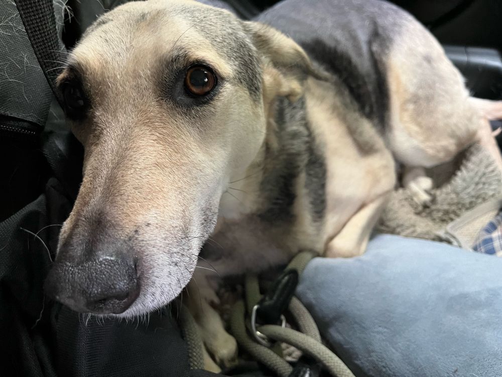 Schäferhund Mischling mit dem Kopf nahe an der Kamera.