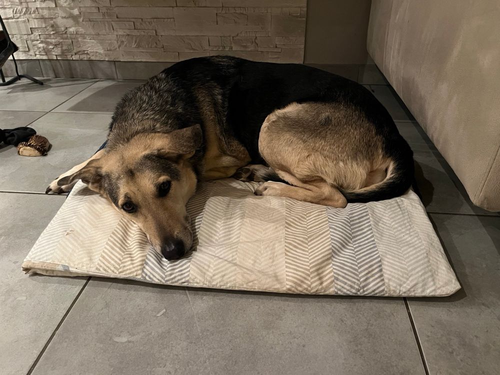 Schäferhund-Mischling Finja liegt entspannt auf ihrer Decke. 