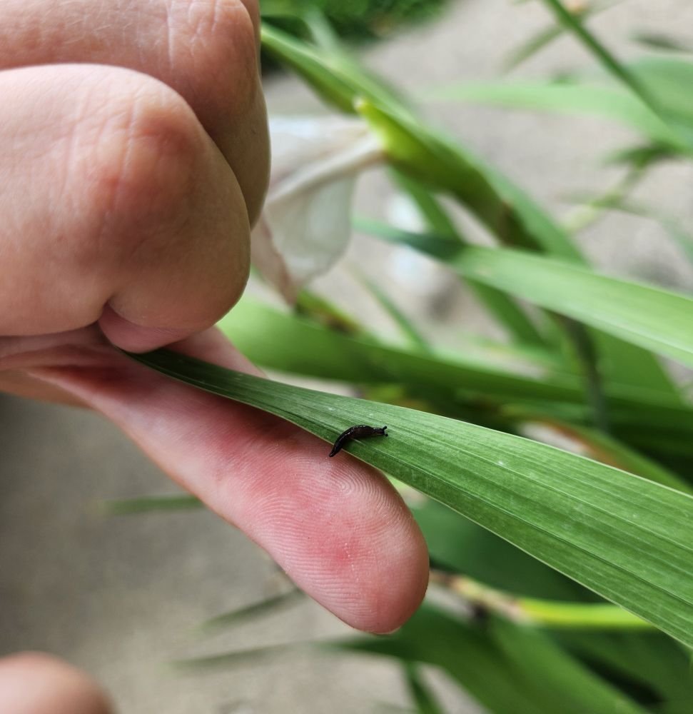 Tiny slug being place on a long leaf from a human thumb. 🐌✨️🌱 Be free little fella! 🥺