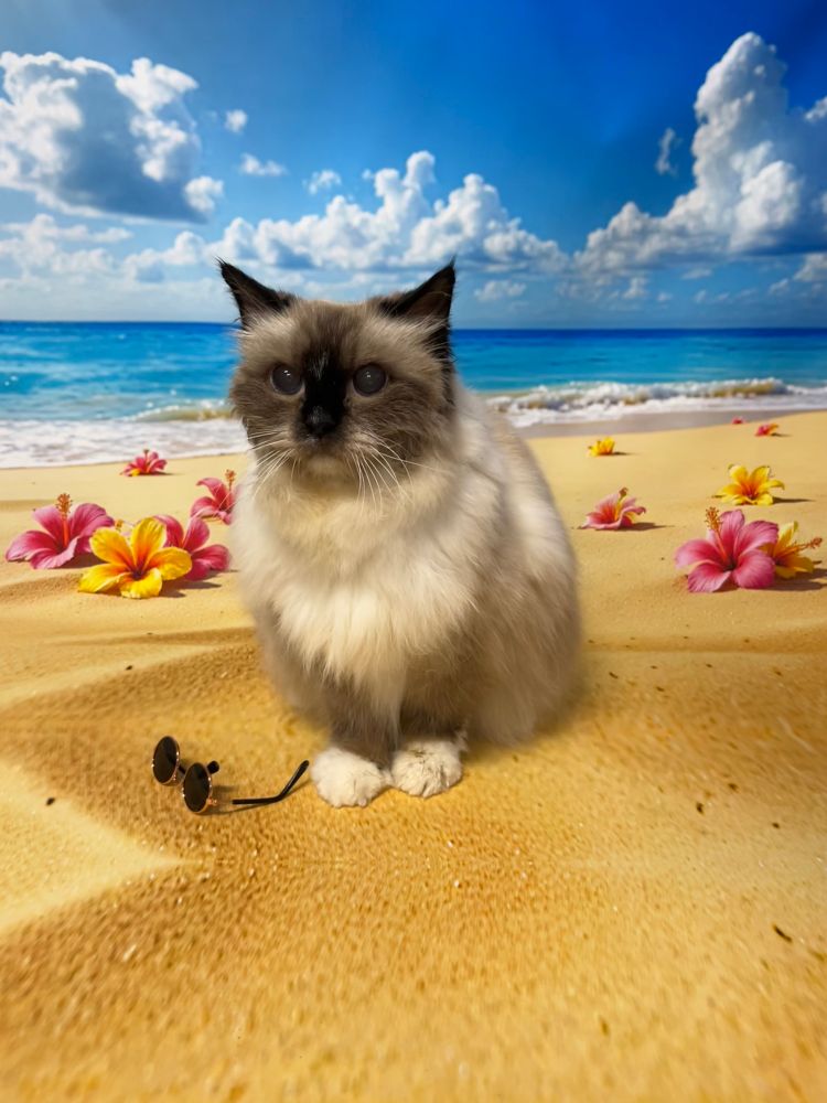 An 18 year old ragdoll cat in a beach photo shoot 
