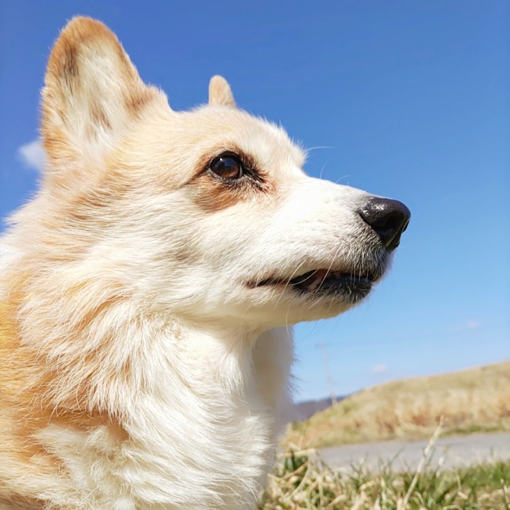 コーギーの横顔