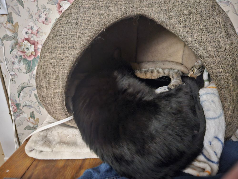 Squeak in the electric bed hut, Corvo's halfway out of it